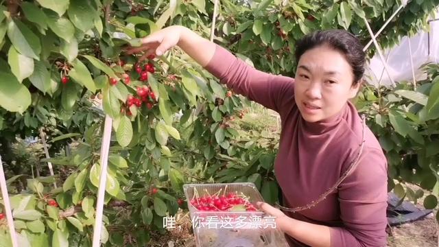 史崔特先生的故事